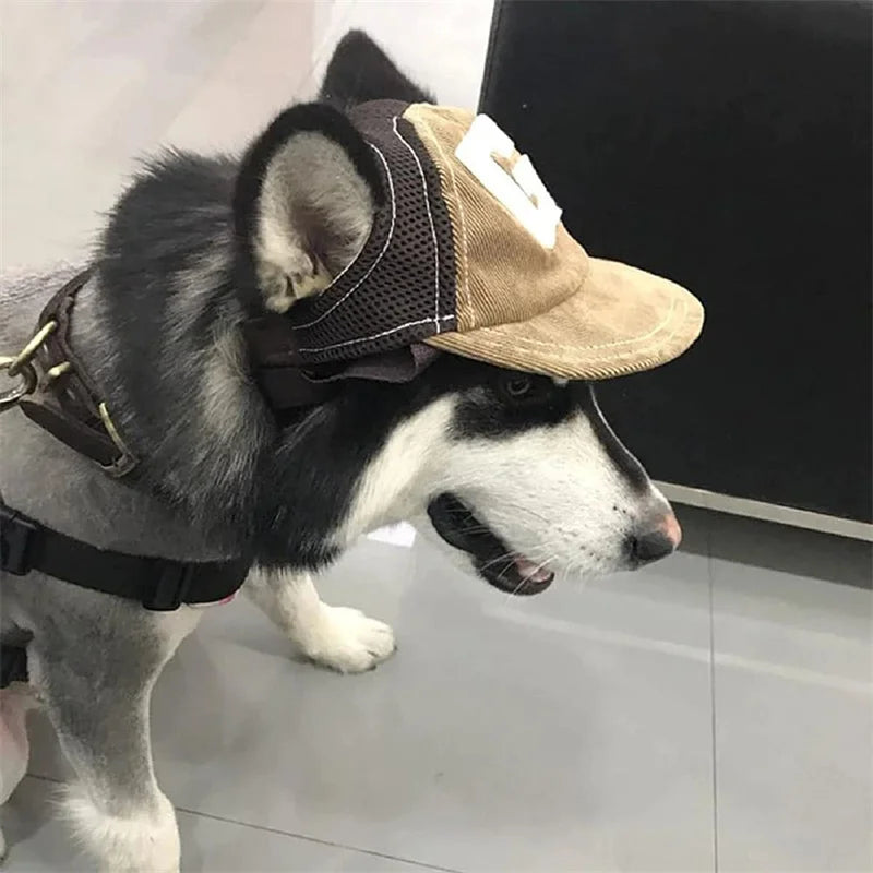 Casquette pour chien