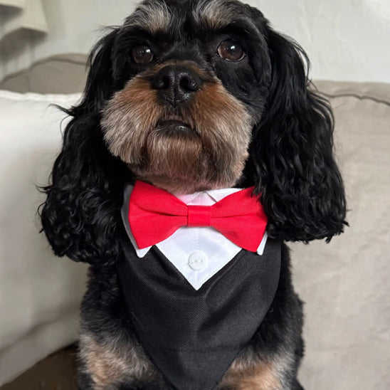 bandana chien smoking boucle rouge chien moyenne taille