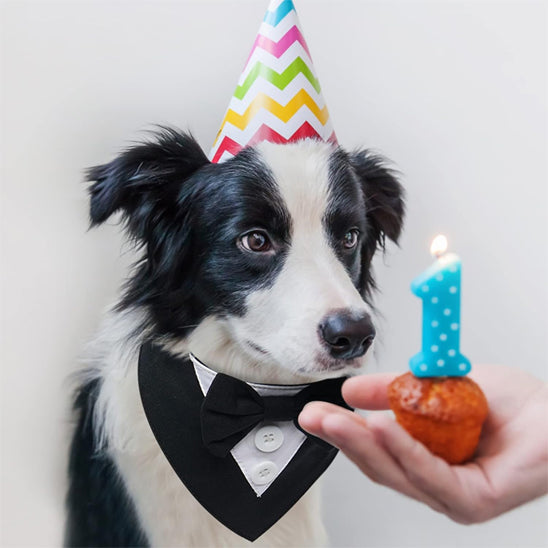 bandana chien smoking moyen chien fete son anniversaire canin