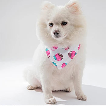 chien-moyen-blanc-avec-bandana-motif-fraise-trempé-chocolat