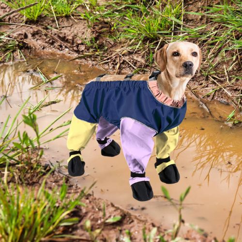 chien-labrador-porte-des-bottes-pantalon-marche-dans-un-trou-de-boue