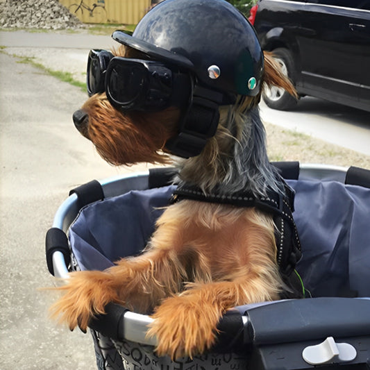chien-yorkshire-avec-casque-moto-lunette-de-soleil-dans-panier-vélo