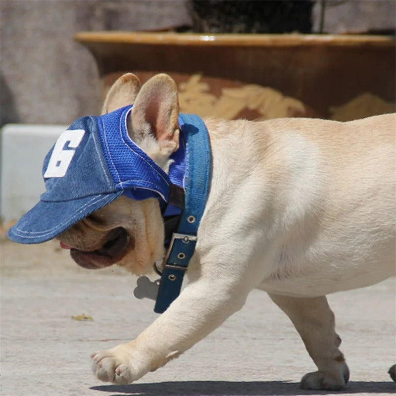 Casquette pour chien