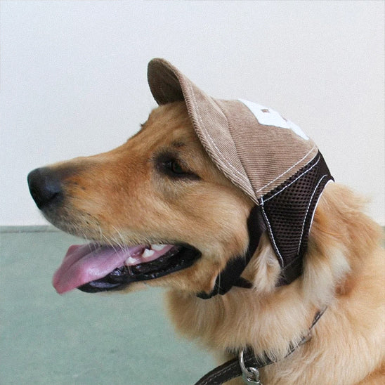 Casquette pour chien