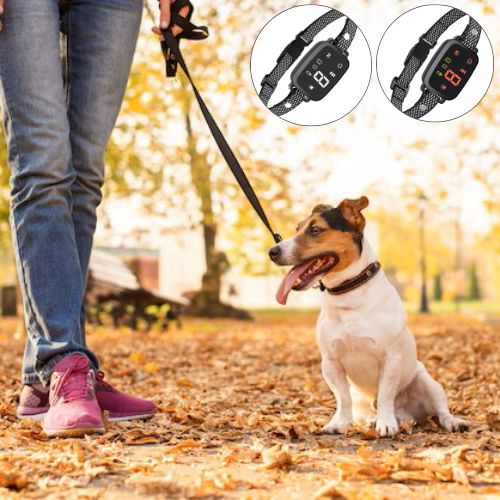 chien-moyen-dans-le-bois-avec-un-collier-et-une-laisse-avec-son-maitre