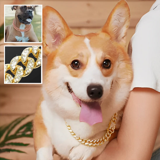 un-chien-corgi-porant-un-collier-en-or-dans-les-bras-de-son-maitre
