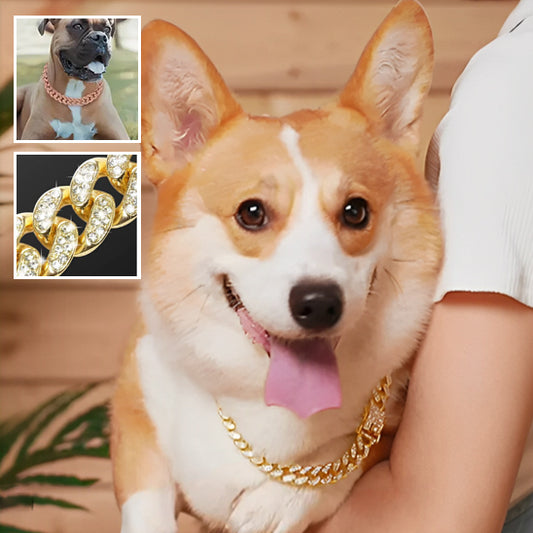 un-chien-corgi-porant-un-collier-en-or-dans-les-bras-de-son-maitre