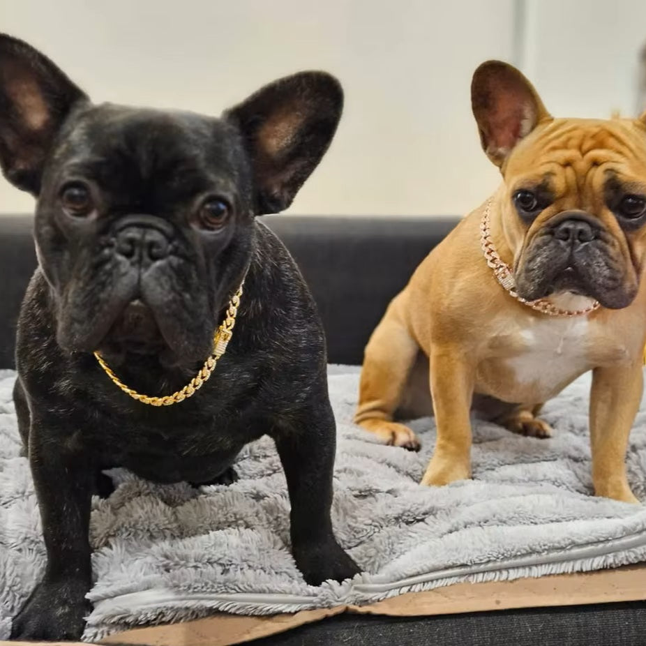 deux-bulldog-un-noir-et-un-brun-portant-un-collier-en-or