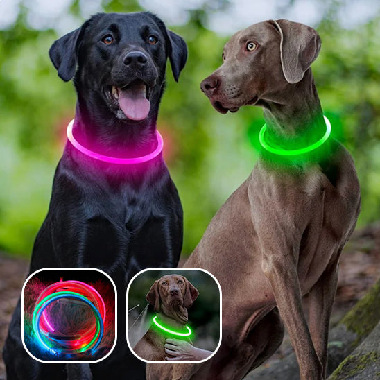 deux-grands-chien-qui-porte-un-collier-lumineux-dans-le-bois