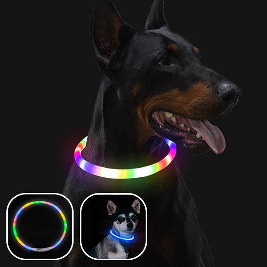 chien-doberman-dans-la-noirceur-et-il-porte-un-collier-lumineux-multicolore-et-sur-une-image-en-mortaise-un-chihuahua-porte-un-collier-lumieux-bleu