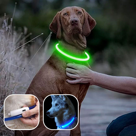 Un-chien-de-chasse-avec-son-collier-lumineux-vert-assis-dehors-avec-son-maitre-qui-le-tient