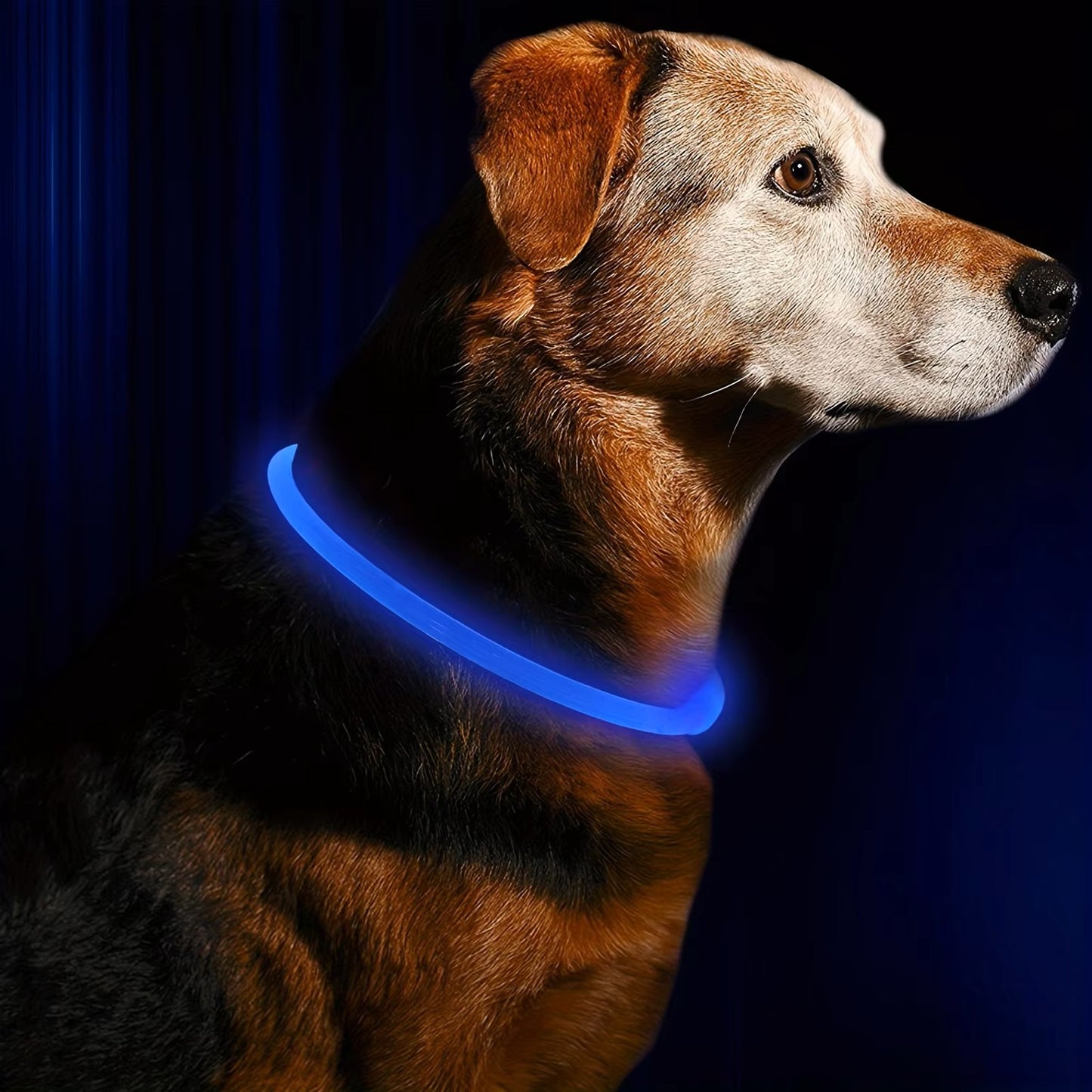 un-chien-brun-qui-porte-un-collier-lumineux-bleu