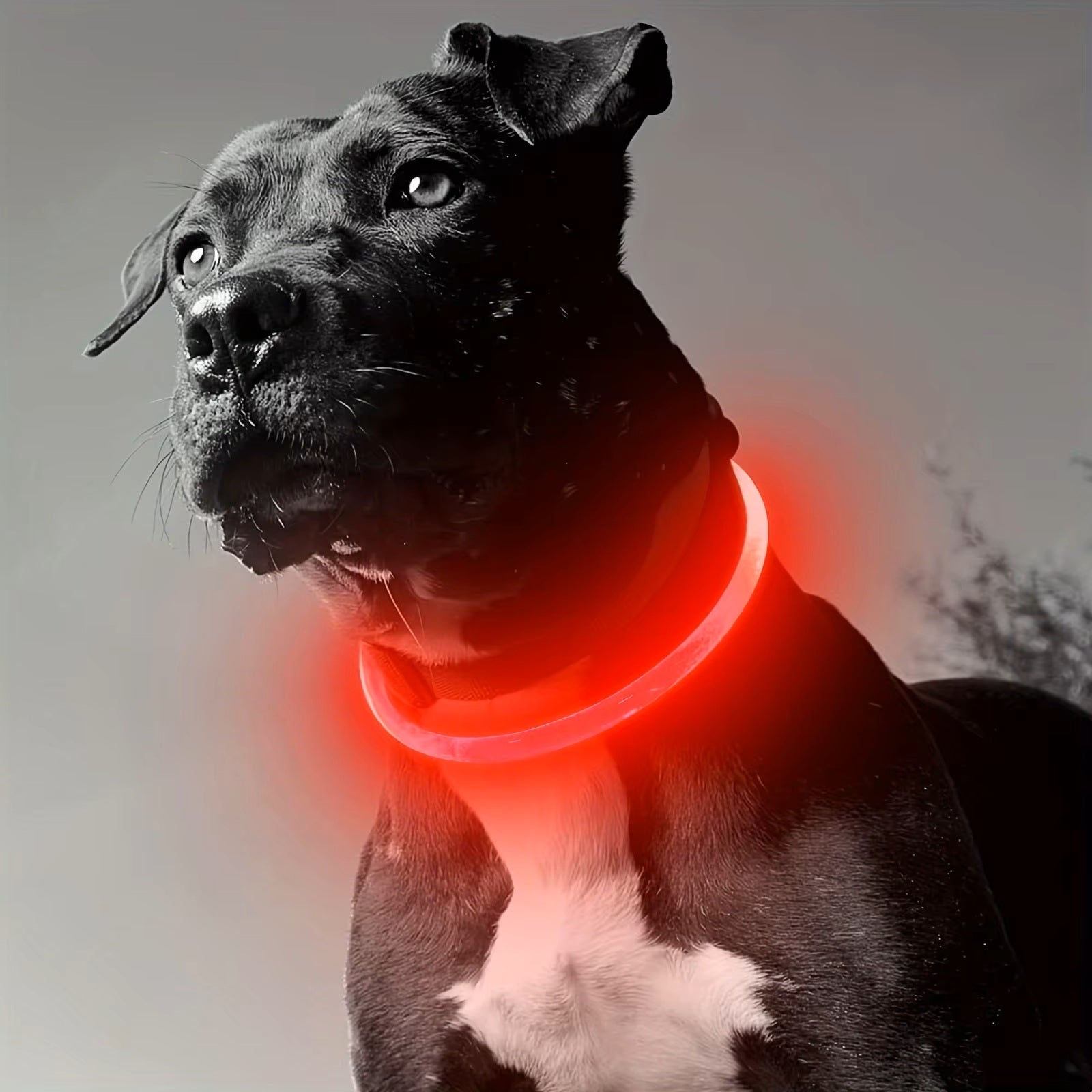 un-pitbull-dans-une-photo-noir-et-blanc-et-il-porte-un-collier-lumineux-rouge
