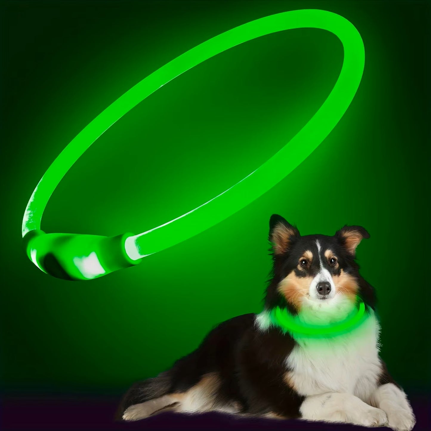 un-chien-colley-allongé-portant-un-collier-lumineux-vert