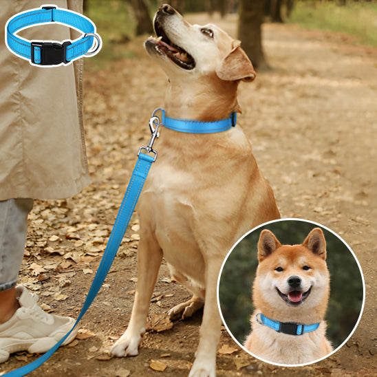 un-chien-labrador-blond-en-laisse-avec-sa-maitresse-dans-les-bois