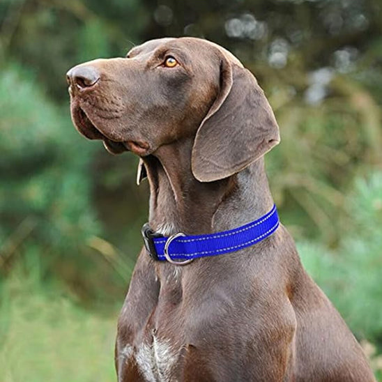 un-grand-chien-brun-dehors-qui-porte-un-collier-bleu