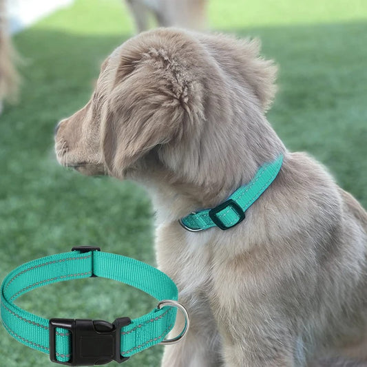 un-chien-gris-qui-porte-un-collier-vert-et-il-est-dehors