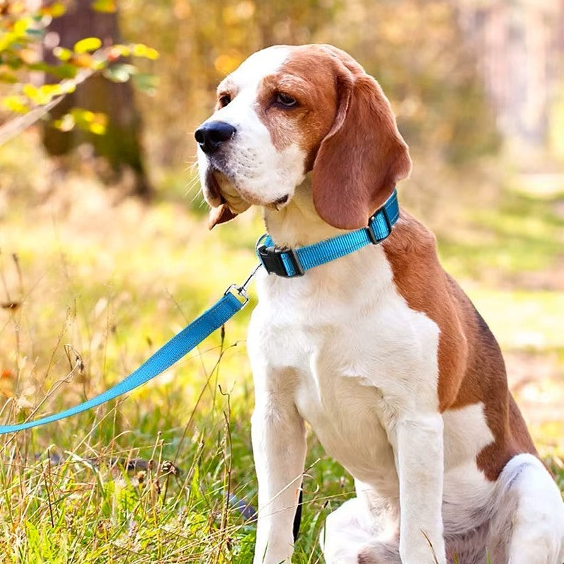 chien-de-chasse-qui-porte-un-collier-et-une-laisse-bleu-assis-dans-l'herbe