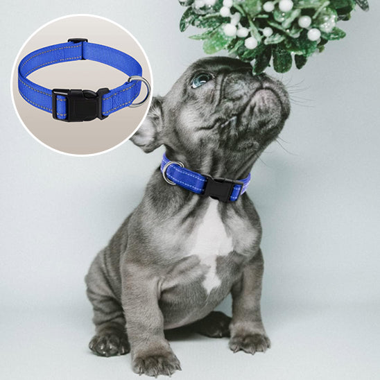 un-chiot-gris-qui-sent-des-fleurs-et-il-porte-un-collier-bleu