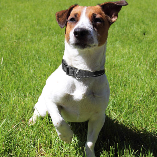 un-chien-jack-russell-assis-dans-le-gazon-dehors