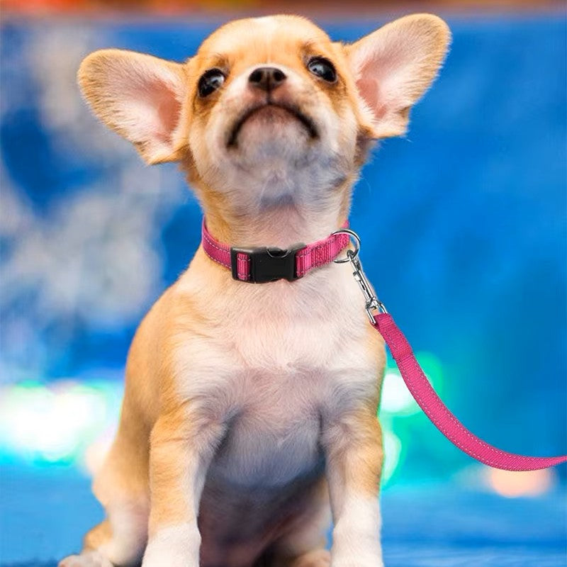 un-petit-chien-chihuahua-beige-porte-un-collier-rouge-et-le-ciel-en-arriĂšre-plan
