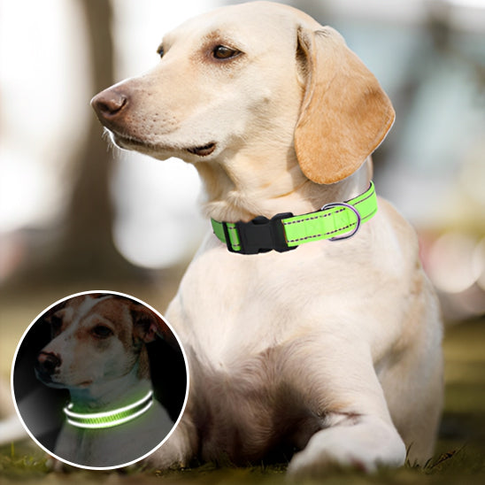 un-lchien-abrador-beige-couché-dehors-et-il-porte-un-collier-vert