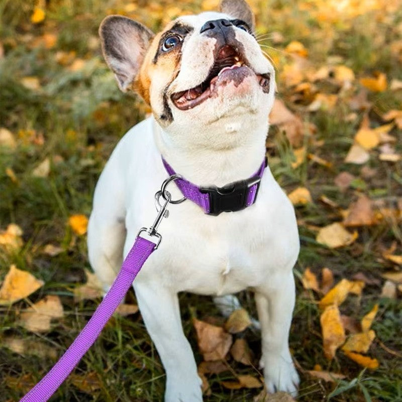 un-chien-qui-regarde-dans-les-aires-dehors-et-il-porte-un-collier-mauve