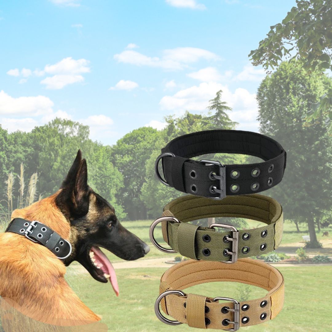 un-chien-berger-allemand-avec-un-collier-noir-et-à-sa-droite-trois-colliers-de-couleur-différente