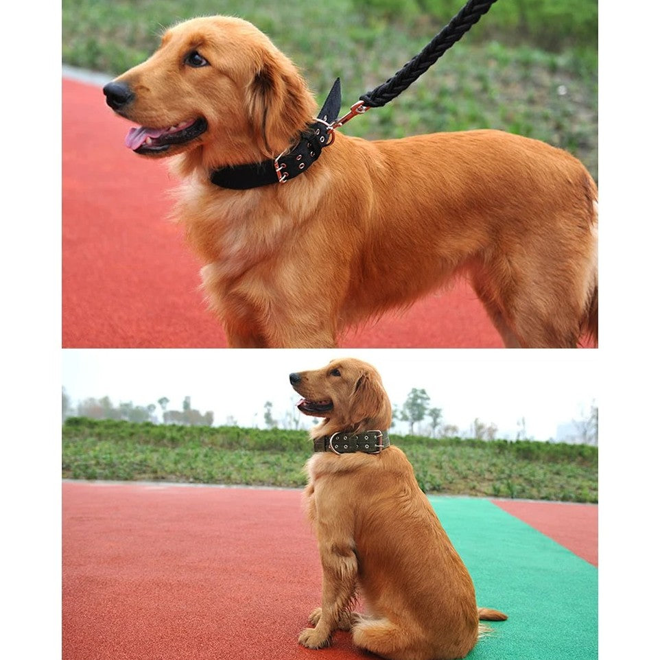 deux-images-d'un-chien-goldenretriver-sur-une-image-il-a une-laisse-et-l'autre-image-il-est-assis-portant-simplement-un-collier-noir