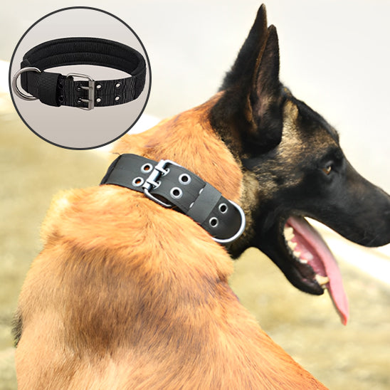 un-chien-berger-allemand-qui-porte-un-collier-noir