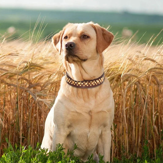 Collier en cuir pour chien