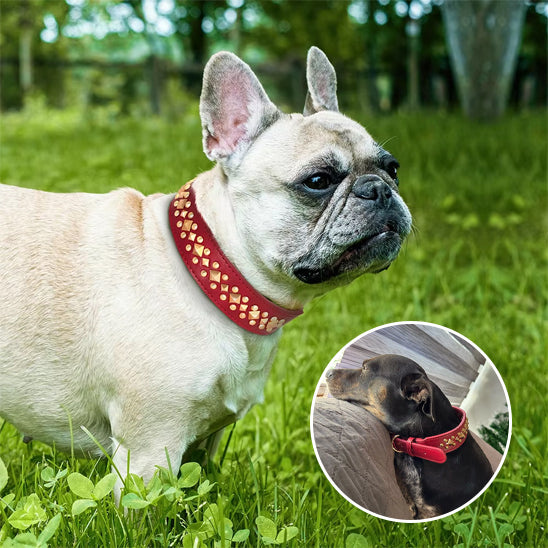 Collier en cuir pour chien