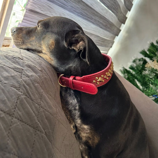 Collier en cuir pour chien