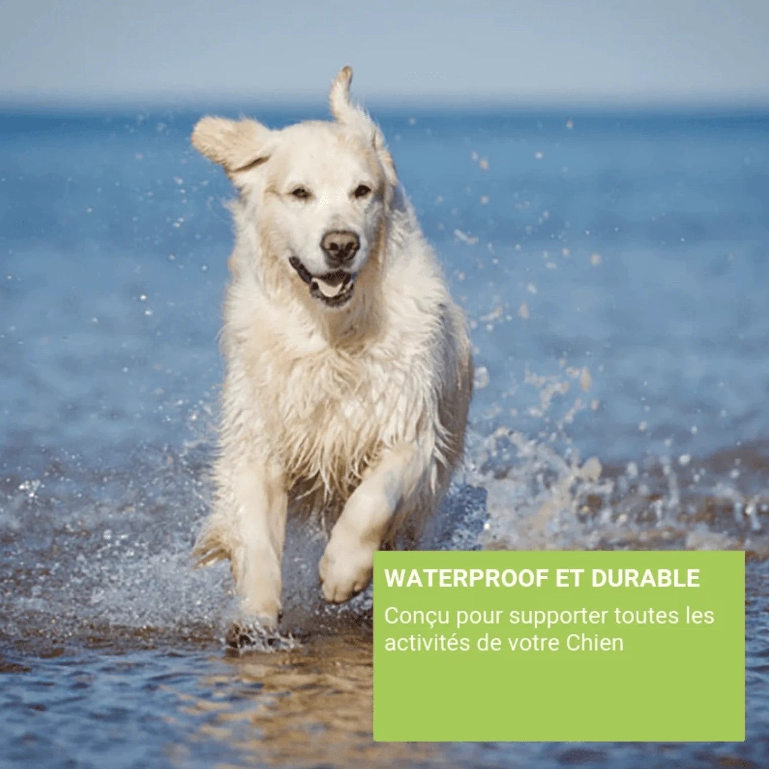 Collier GPS pour chien | JoliePatte™ - PuppyDog Zone