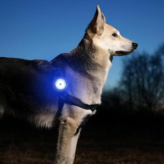 Collier LED chien | Pendentif Lumineux