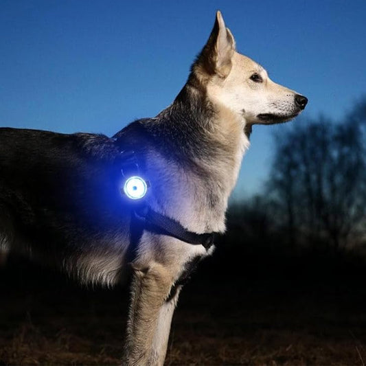 Collier LED chien | Pendentif Lumineux