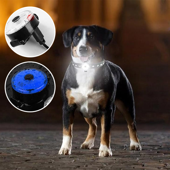 Collier LED chien | Pendentif Lumineux