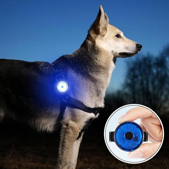 Collier LED chien | Pendentif Lumineux