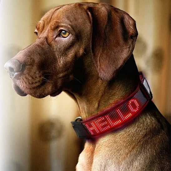 collier lumineux chien texte personnalise message ecriture rouge