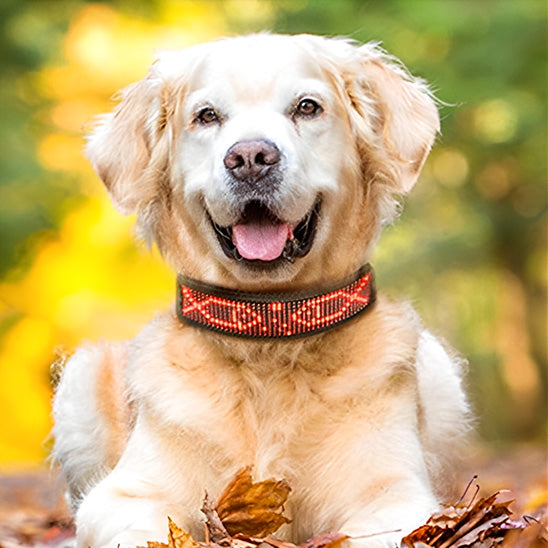 Collier lumineux chien | Texte personnalisé