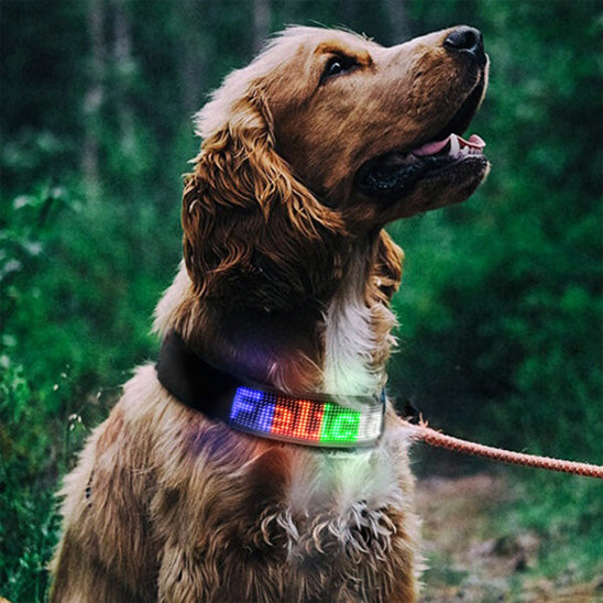 Collier lumineux chien | Texte personnalisé