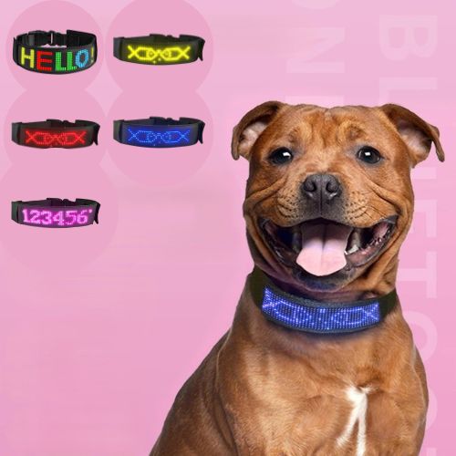 Collier lumineux chien | Texte personnalisé