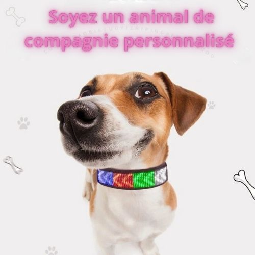 Collier lumineux chien | Texte personnalisé