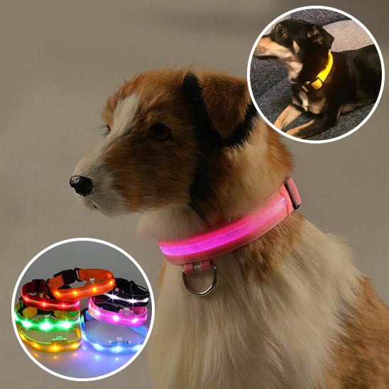 Collier Lumineux pour Chien | DoggyLuminousâą - PuppyDog Zone