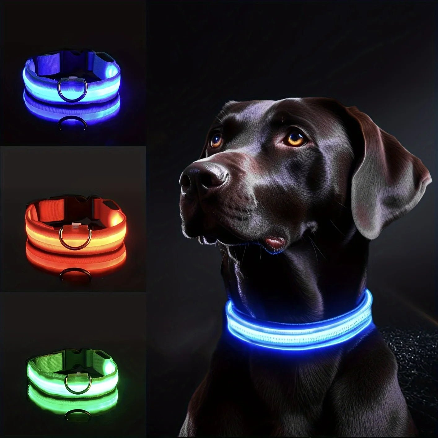 un-chien-labrador-brun-avec-un-collier-lumineux-bleu