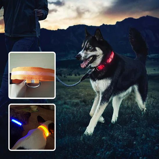 Collier Lumineux pour Chien | DoggyLuminousâą - PuppyDog Zone
