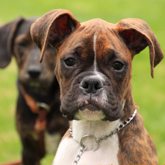 Collier pour chien | Chaîne acier inoxydable