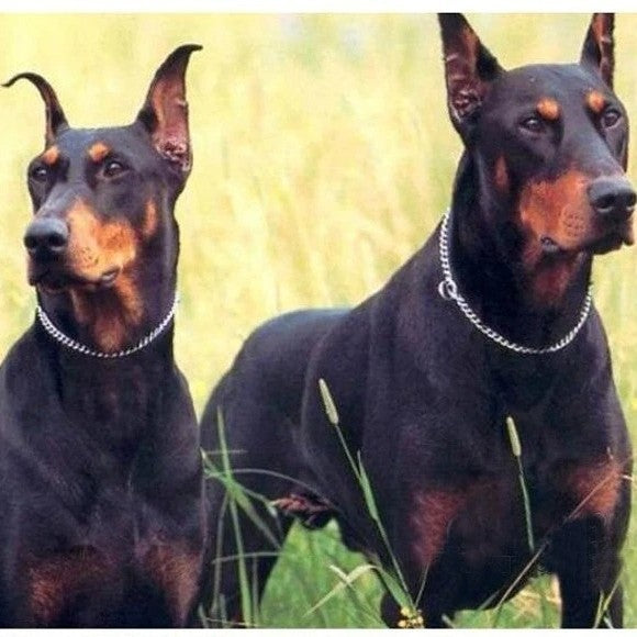 Collier pour chien | Chaîne acier inoxydable