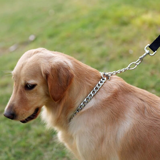 Collier pour chien | Chaîne acier inoxydable