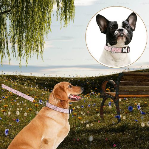 Collier pour chien personnalisé